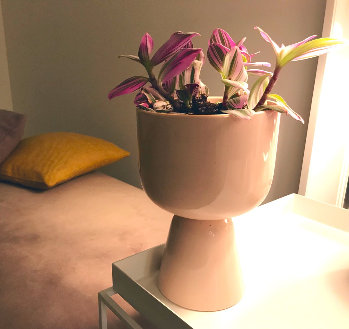 WalleniusMinna's tweet photo. Kotona ei oikein ymmärretty, kun ”löysin Cittarista kivan juorun nappulaan” 😂. Puhunko arvoituksia? #viherkasvit #kcitymarket #iittala https://t.co/x3HNIm31aA