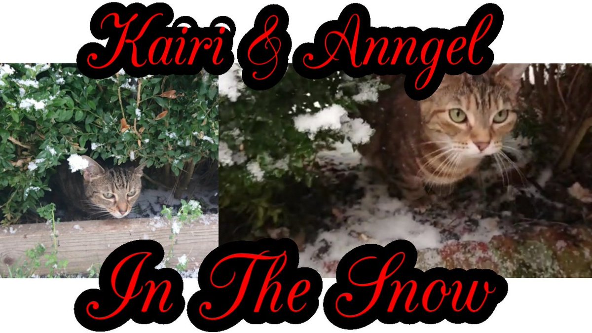 Unfortunately my orders are delayed due to the recent weather so I have no new videos to upload. So instead...Kairi And Angel In The Snow...Cats And Snow...Cat Compilation...Cat Video...New Video Alert...youtu.be/75Ai3cf5tIU #catvideo #catsandsnow #tabbycats #catcompilation