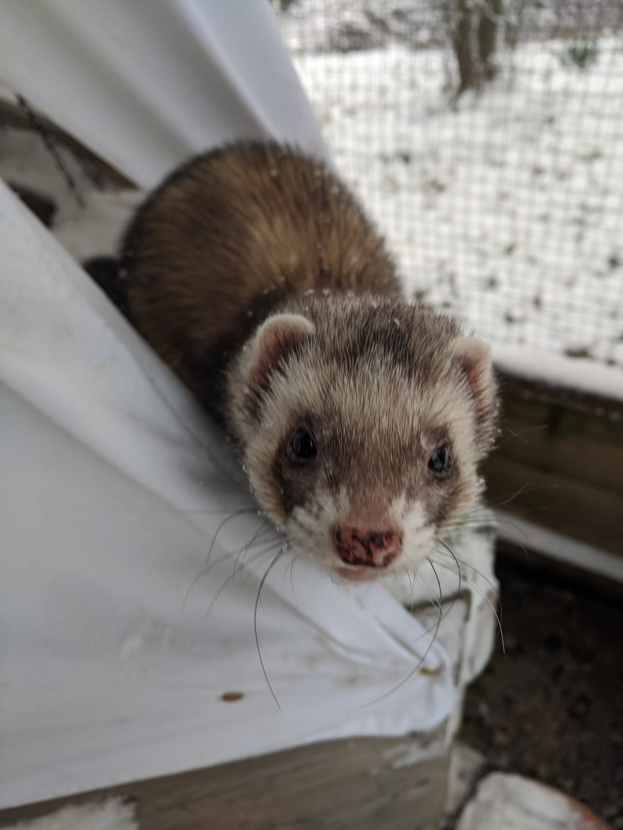 NewHallAnimals's tweet photo. The animals are unimpressed with this recent snow and cold weather, but we've been working hard to keep them warm and happy with lots of cosy bedding, an inventive way to keep the snow out the ferret house, warm porridge for the chickens and the pigs enjoyed warm orange juice https://t.co/b0eLxGcG9X