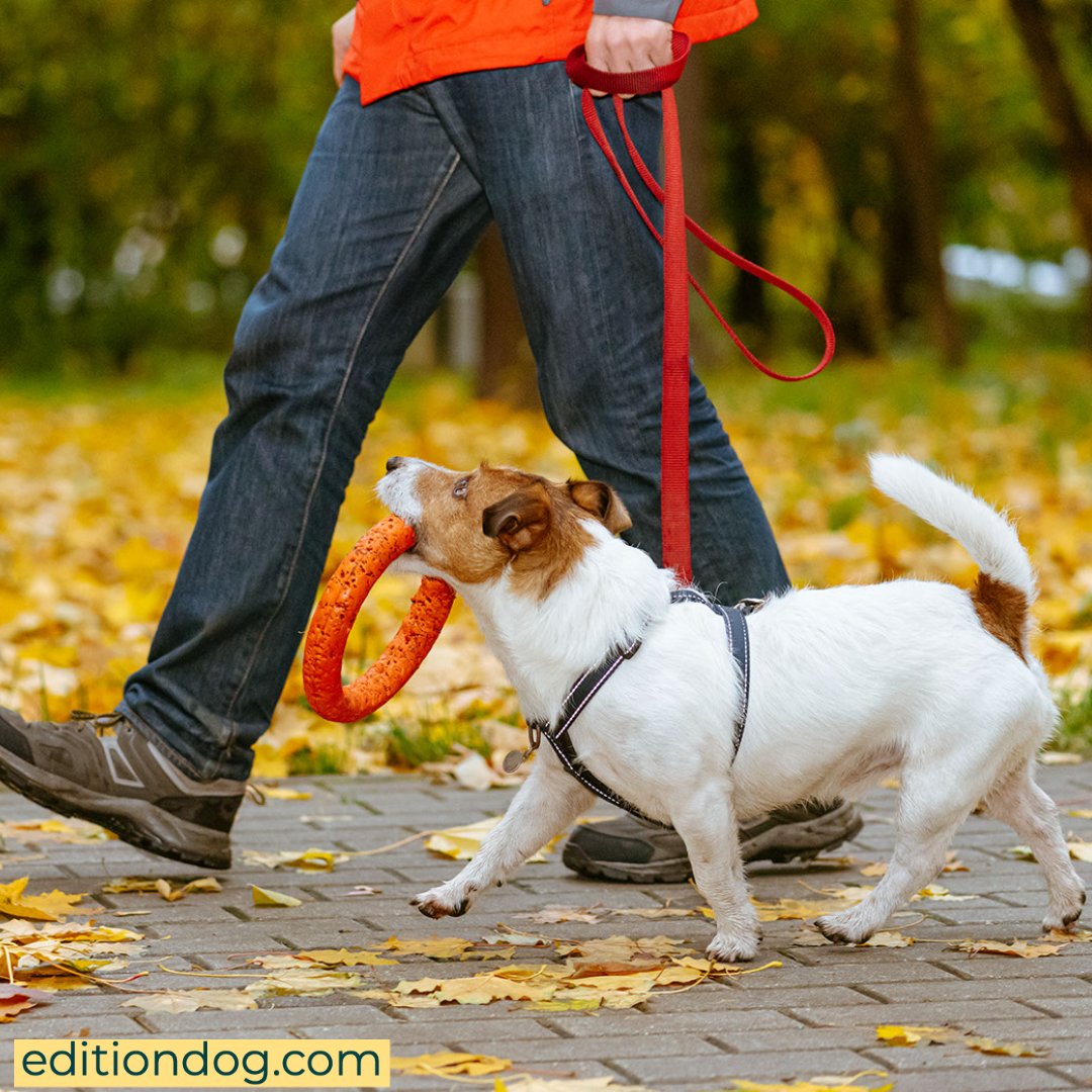 Recent research by Forthglade seems to suggest that the daily dog walk is in decline.

In Issue 28 of Edition Dog, Lee Connor argues that this is not only bad for the health of our dogs, but for our own wellbeing too.

#WoofWoofWednesday #WaggingWednesday #EditionDog