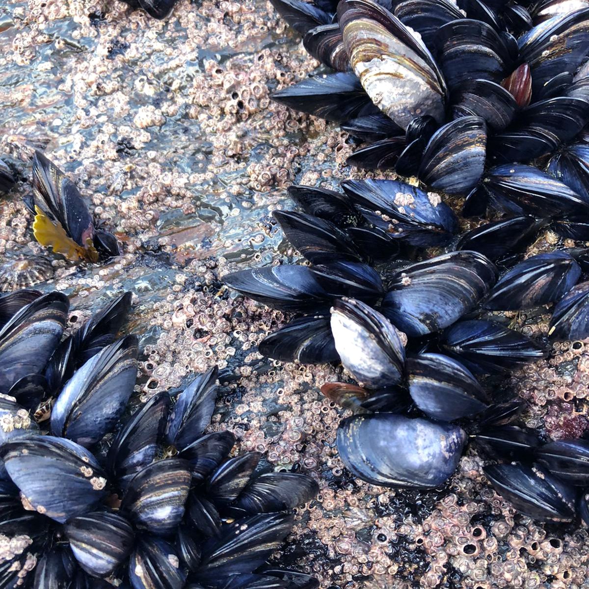 Cream Cornwall tweet media