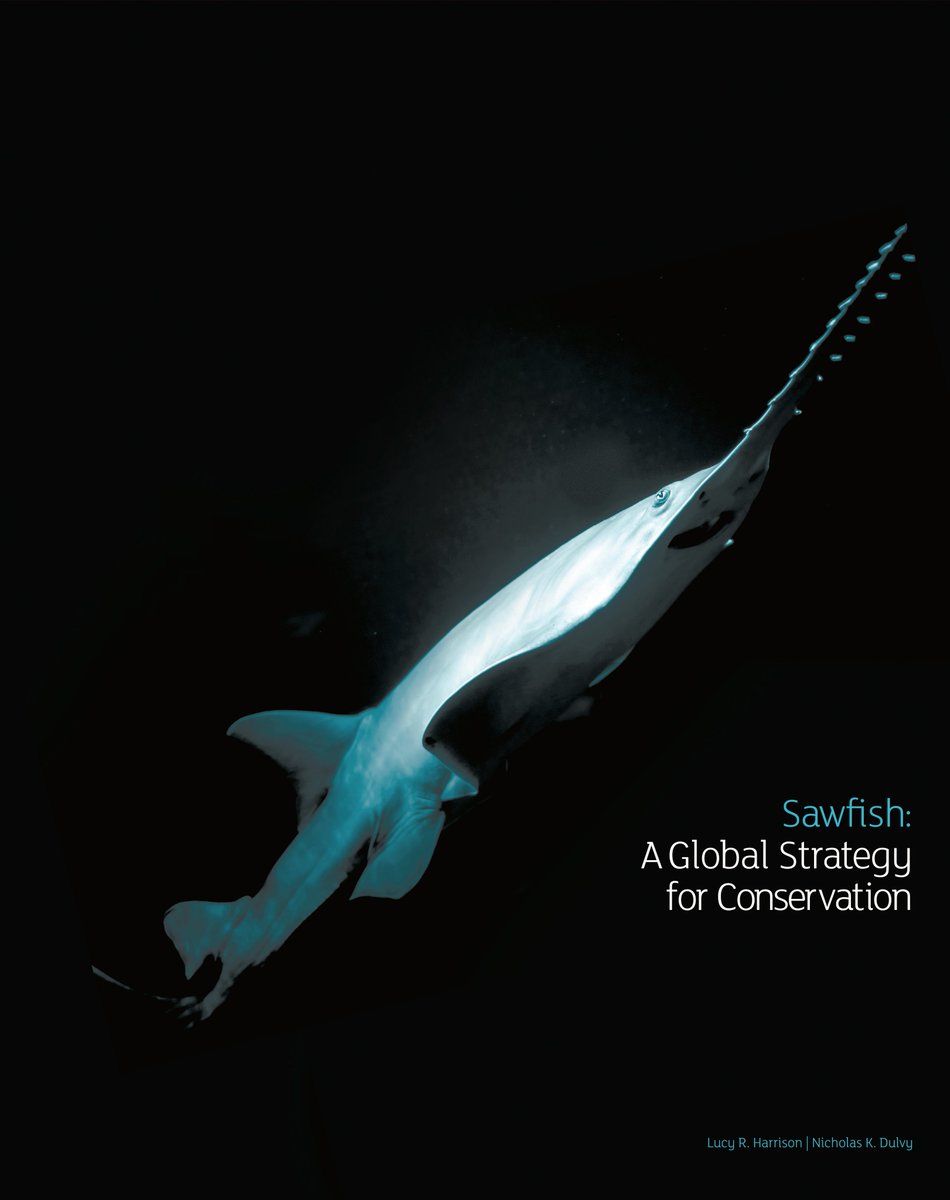 Following the publication of the Global Sawfish Conservation Strategy in 2014 by  @IUCNShark ( https://bit.ly/3tNqHez&nbsp;), a collaborative international effort to study sawfishes took-off from 2014-2019  #GreatSawfishSearch 3/n