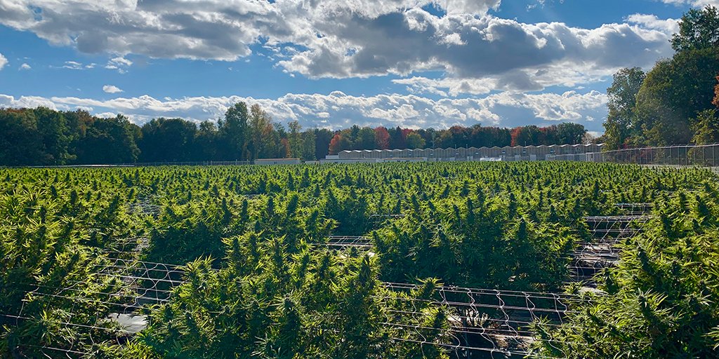EntourageHealth's tweet photo. We don’t mean to rub it in but…we just got approval to list another product w, @ONCannabisStore. It will be a CBD &amp; CBN-rich product, produced at our Aylmer extraction hub using this outdoor-grown CBD-rich biomass. Also, @starseedCA patients to get exclusive access. Guesses? https://t.co/GMH6xJ5LOX