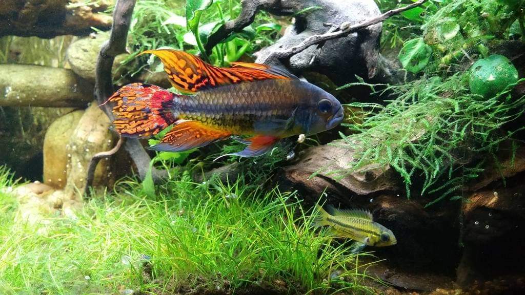 Acuariofiliamad's tweet photo. Apistogramma cacatuoides triple red (pareja).
📷: Dwalann en https://t.co/QjHevETfZY
#AcuariofiliaMadrid #cíclidoenano #dwarfcichlid #Apistogramma #Apistogrammacacatuoides #triplered #cacatuoides #cacatuoidestriplered https://t.co/Gt0DM8zJn0