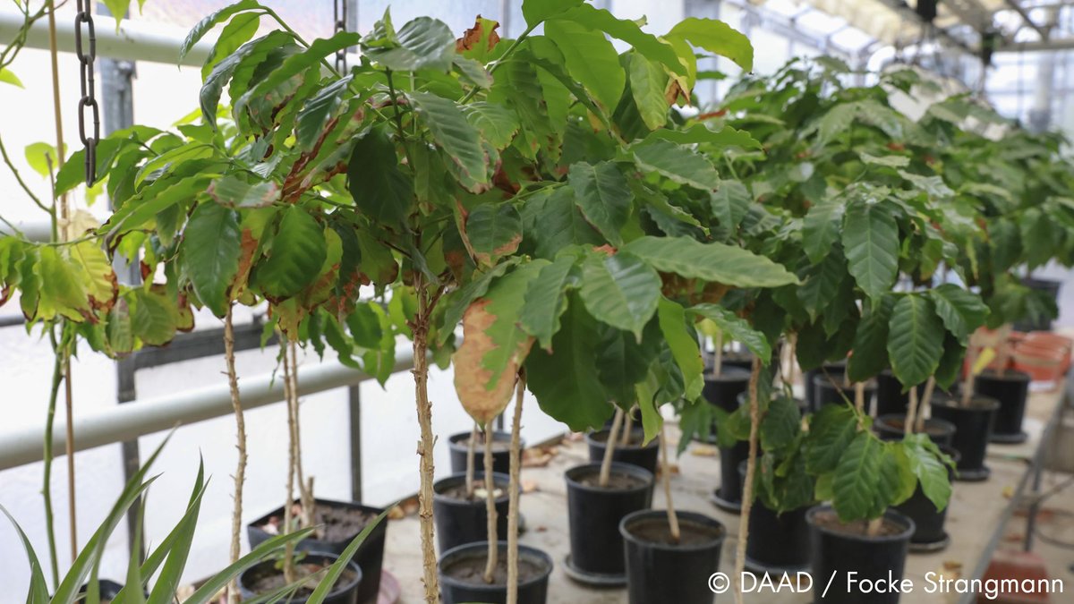 ResearchGermany's tweet image. Research team investigated the origin of the mega-diversity of herbivorous insects 👉 ow.ly/ad0950DwhLZ @tudresden_de #Botany #MolecularEvolution #Phylogeny