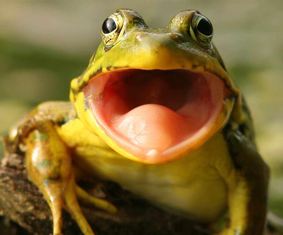 hayley williams as frogs a thread