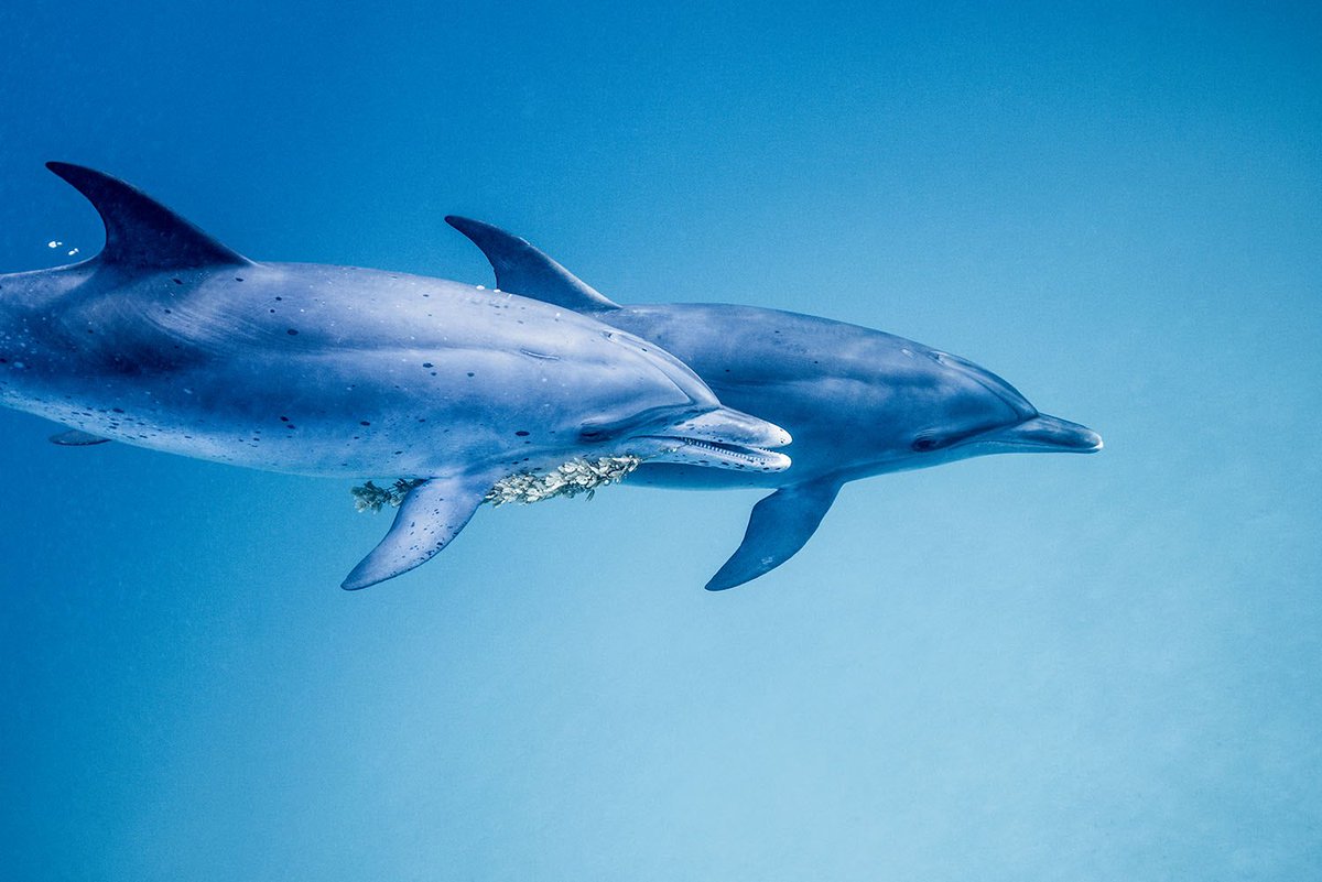 Yusuke Okada 岡田裕介 ハワイとバハマで撮影したイルカ 再会が待ち遠しい イルカ クジラ写真集 これが君の声 青の歌 Sound Of Echo Song Of Blue より これが君の声青の歌