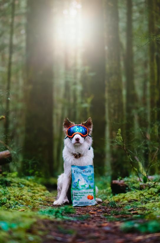 FirstMatePet's tweet photo. Suns out, shades on, and ready to go out and explore! ☀️🐾
.
.
.
📸: theshepherdandthecollie | #MyFirstMate
#pawsthatwander #puppylove #pnwonderland #pnwonderdogs #exploretocreate #exploringwithdogs #wanderwithdogs https://t.co/yQS7sZntsT