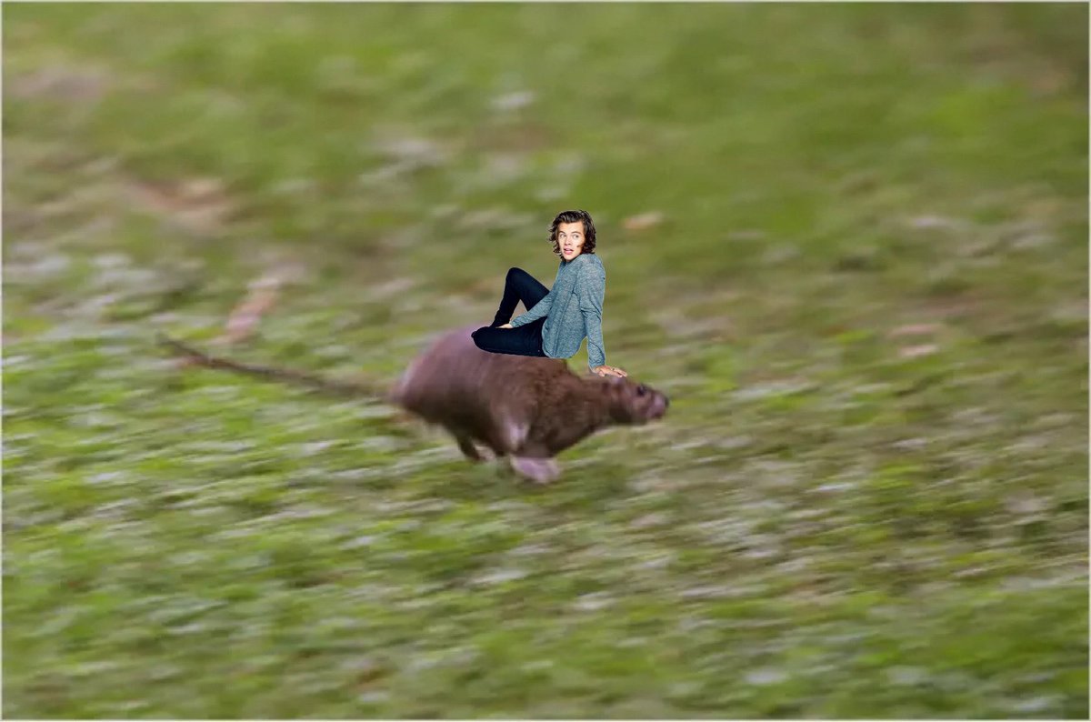 scurry (go silly little rat go!)