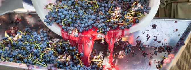 California's Wine Grape Crush Report wine-searcher.com/m/2021/02/cali…