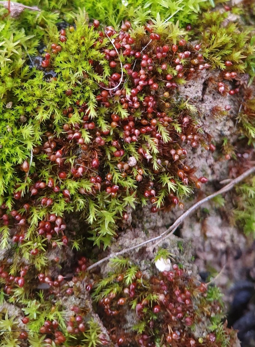 7/14 A personal favourite is the jewel-like Microbryum rectum which can be found on bareish ground on the Devils Dyke near Newmarket racecourse