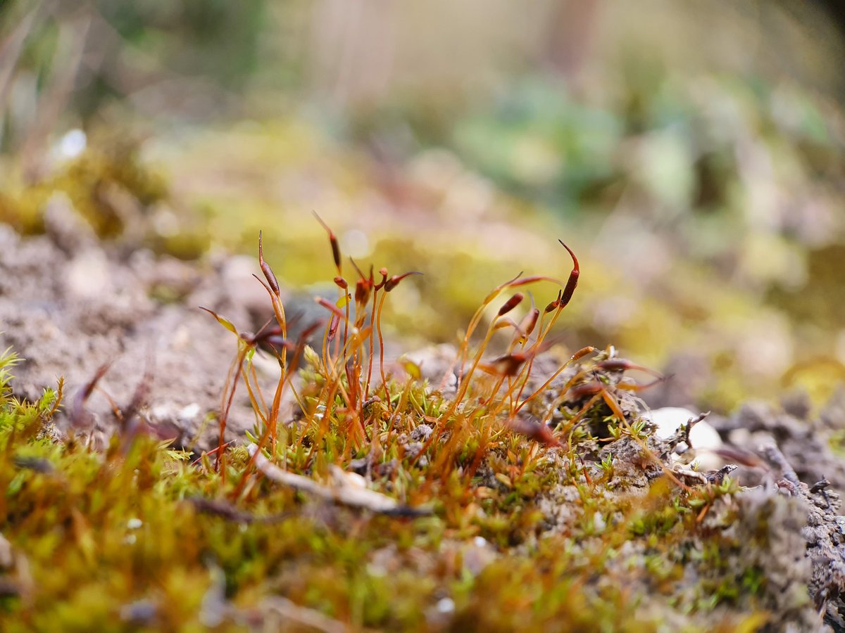 5/14 The chalk pits at Cherry Hinton managed by  @wildlifebcn are a treasure trove of chalk lovers like this common aloe moss (Alonia aloides) with leaves that resemble an aloe plant