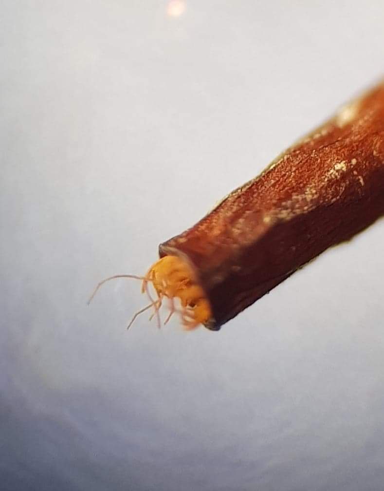 5/14 The chalk pits at Cherry Hinton managed by  @wildlifebcn are a treasure trove of chalk lovers like this common aloe moss (Alonia aloides) with leaves that resemble an aloe plant