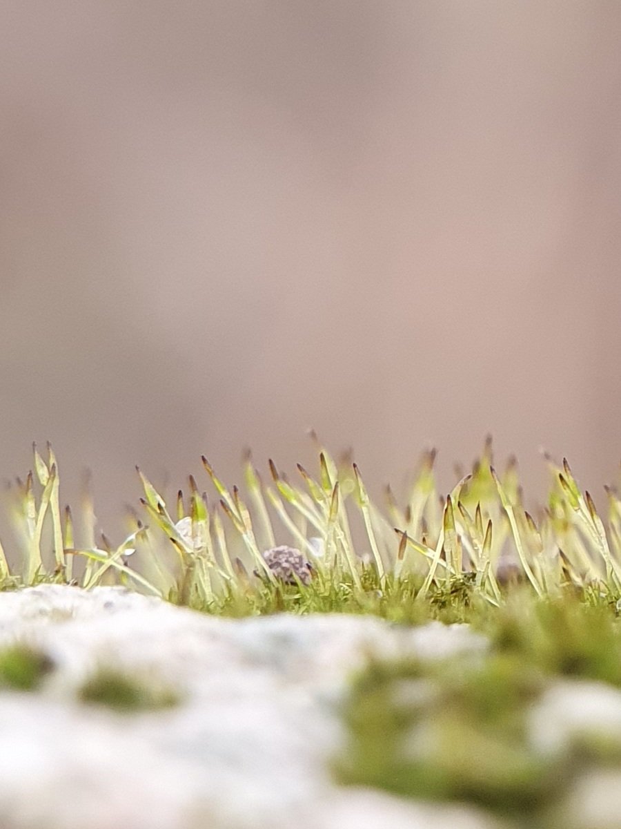 9/14 And these aren't even the smallest! The genus Seligeria grows on lumps of chalk and stones. Look closely and you can see the minute capsules (you'll need a hand lens for this)