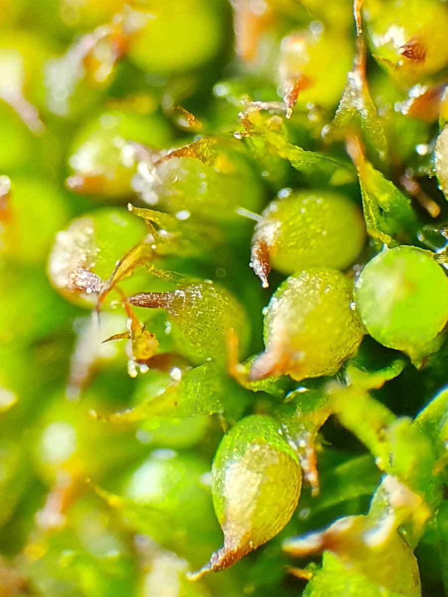 8/14 Not to be confused with Microbryum curvicolle with its curved seta - here growing in another disused chalk pit north of Orwell village