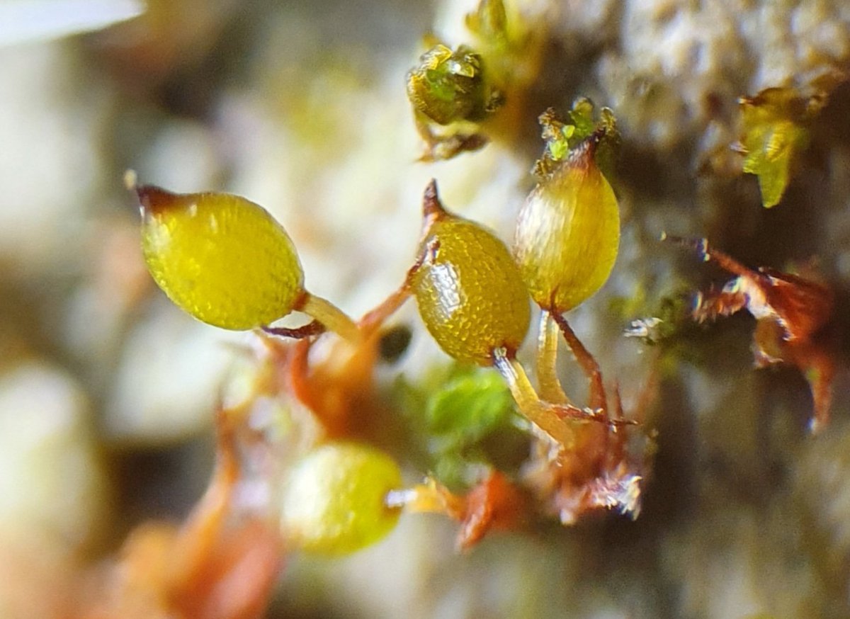 8/14 Not to be confused with Microbryum curvicolle with its curved seta - here growing in another disused chalk pit north of Orwell village