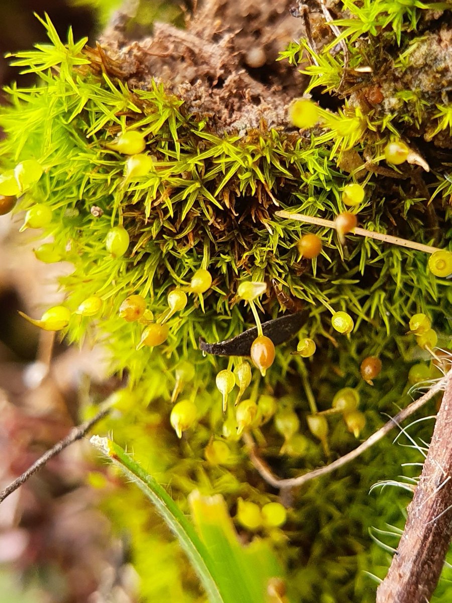 10/14 The genus Weissia loves bare gaps in chalk grassland where it grows on soil and can produce copious capsules. This is Weissia brachycarpa but they can be tricky to separate into species without mature capsules