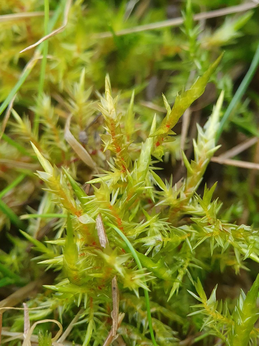 14/14 Calliergonella cuspidata with its spear-like shoots (also found in many a lawn)