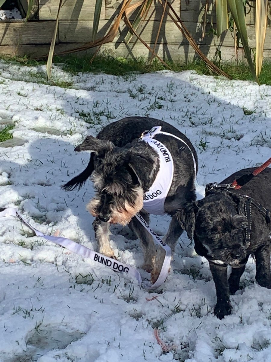 SchnauzerfestUK's tweet image. Teddy's blind.He'll have eye surgery next week. For now he's enjoying his 1st snow experience 😊 It'll cost over £3000 to restore Teddy's sight in the eye that's operable. This is exactly why Schnauzerfest is a charity &amp;amp; we're grateful for your support 😊
buff.ly/3jAaxAm