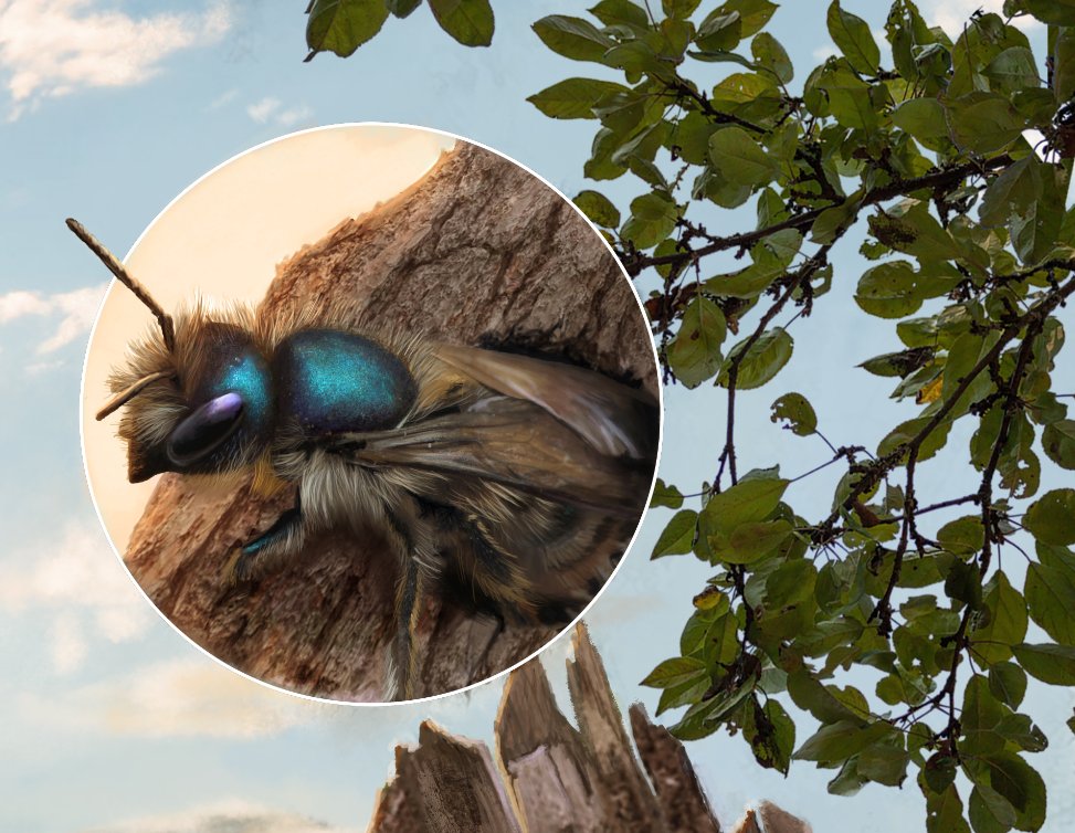Pollinator Partnership tweet media