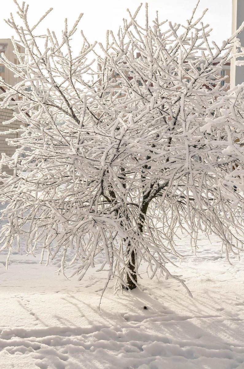 NataToys's tweet image. We have a beautiful winter , and you? Valentine days 💞

Crochet pattern heart 👉 etsy.com/NataToysPatter… #crochettoys #penguinpattern #plushpattern #penguinpatterns #heartcrochet #freecrochetpatterns #valentinday