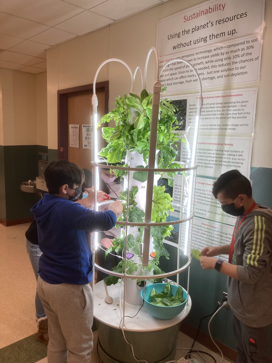 Plainedgefacs1's tweet photo. Second harvest of the Tower Garden lunchers includes Romain, Bibb, butter crunch, kale, red leaf, and sweet basil https://t.co/ZvOOloRZxR