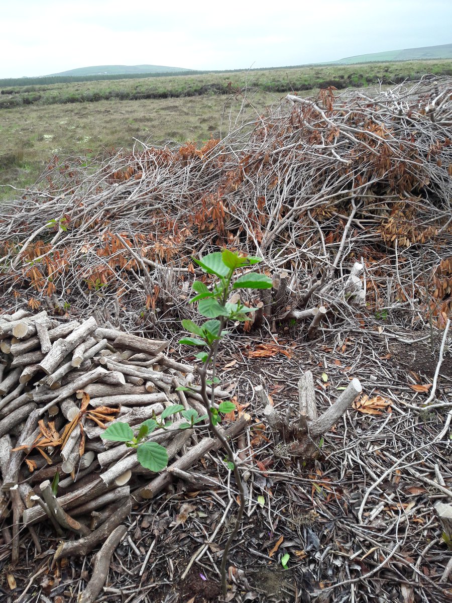 Scenario 4 continued-rhododendron make good firewood, so claim large branches as logs. After stem treatment the bush will take 10 years to rot away. Stem treatment keeps glyosphate in the plant and prevents damage to nearly plants, allows recovery like this alder
