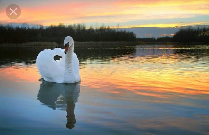 Красивые озера лебеди. Лебедушка Лебединое озеро. Лебеди на озере. Белый лебедь. Лебеди в пруду.