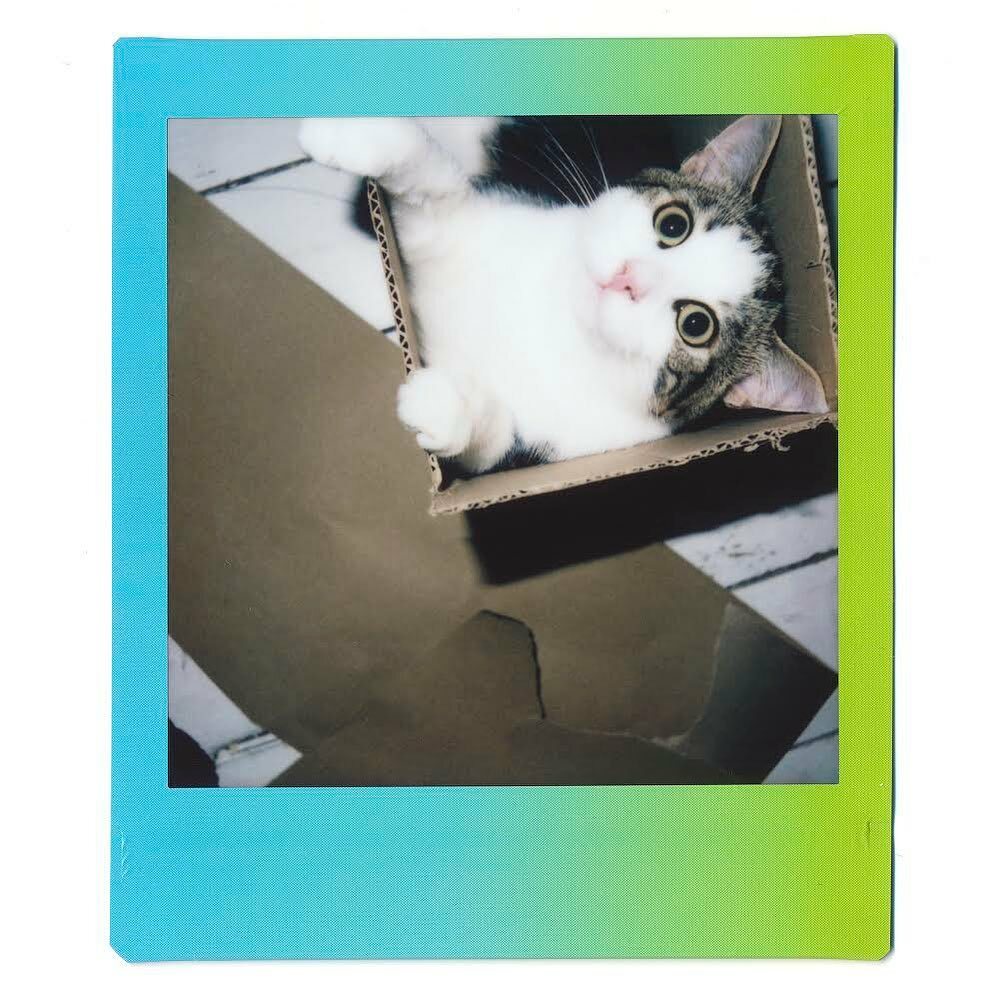 Stuart__Harper's tweet photo. Bert in a box. #fujifilm #fuji #instax #polaroid #square #analogue #catsofinstagram #cat #cats #catstagram #catlife #instacat #kitten #kitty #meow #pet #cute #catoftheday #pets #kittens #gato #animals #world #animal #cutecat #petsofinstagram #kittensof… https://t.co/2l9CDLHNWm https://t.co/GLl4qJZOvU