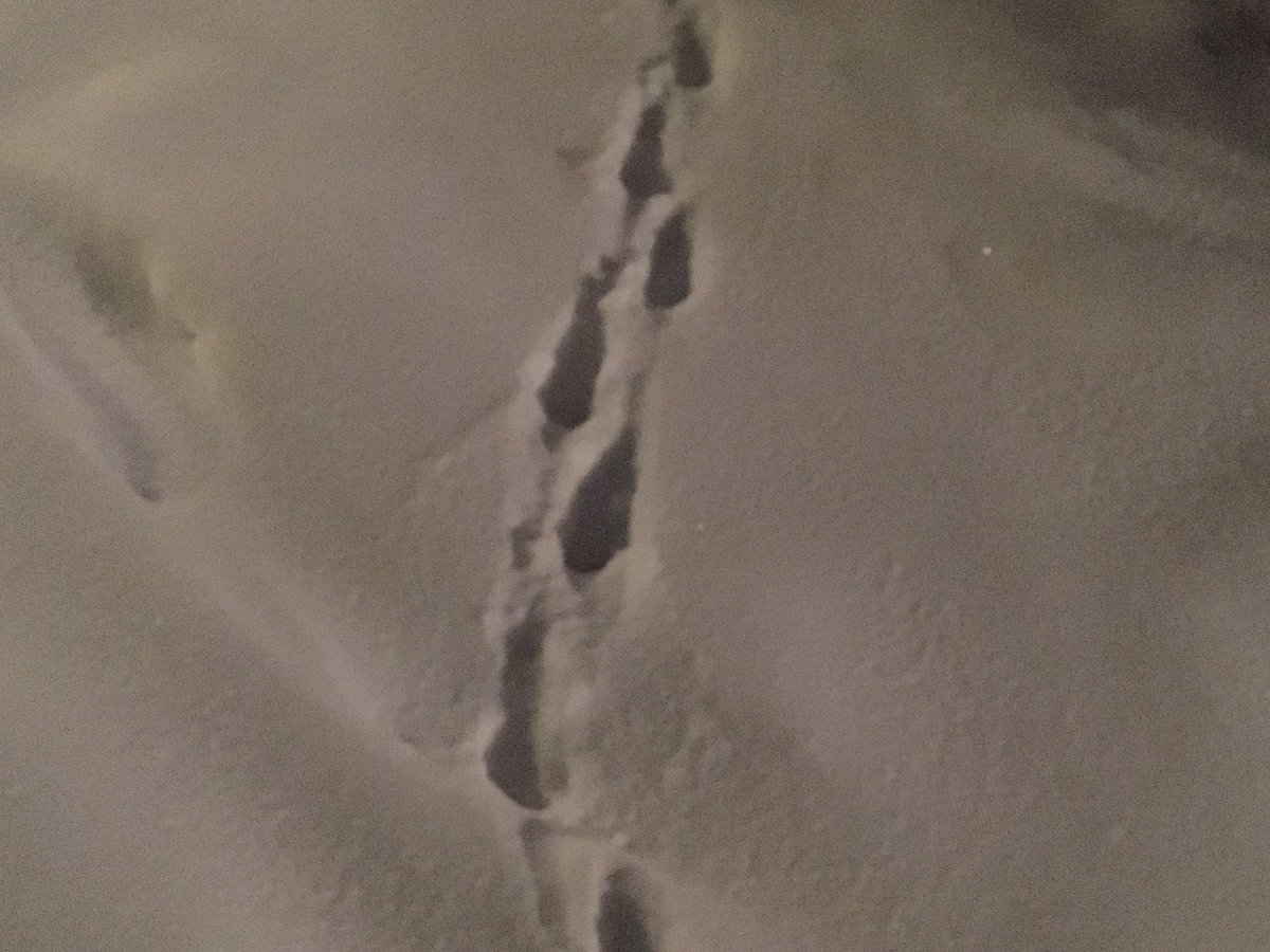 Mona_30101995's tweet photo. Hat jemand schon mal eine solche #Tierspur gesehen und weiß zu welchem Tier sie gehört?
Has anyone ever seen an #animaltrack like this and know what animal it belongs to? https://t.co/6UYGoC6Xvf