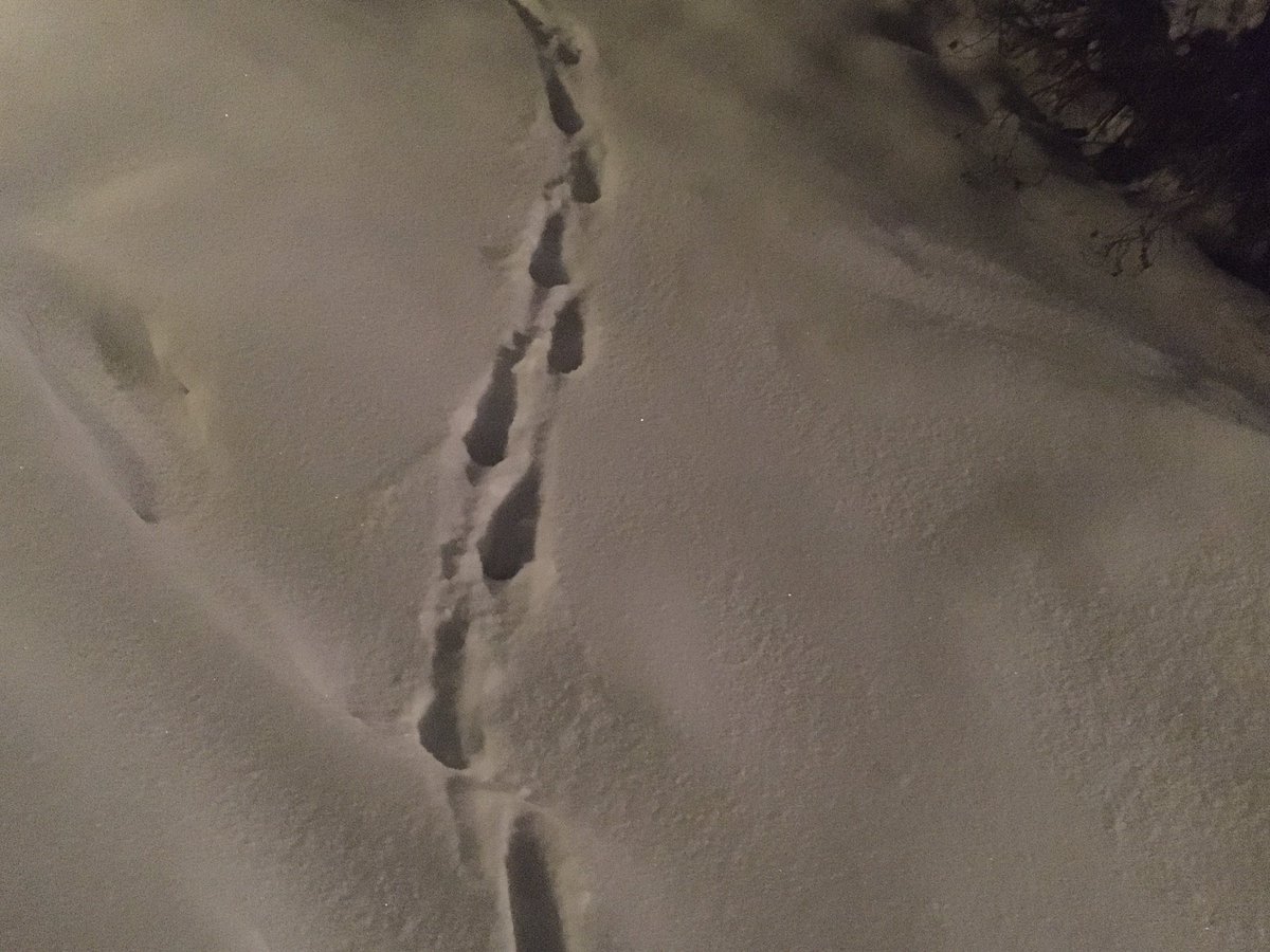 Mona_30101995's tweet photo. Hat jemand schon mal eine solche #Tierspur gesehen und weiß zu welchem Tier sie gehört?
Has anyone ever seen an #animaltrack like this and know what animal it belongs to? https://t.co/6UYGoC6Xvf