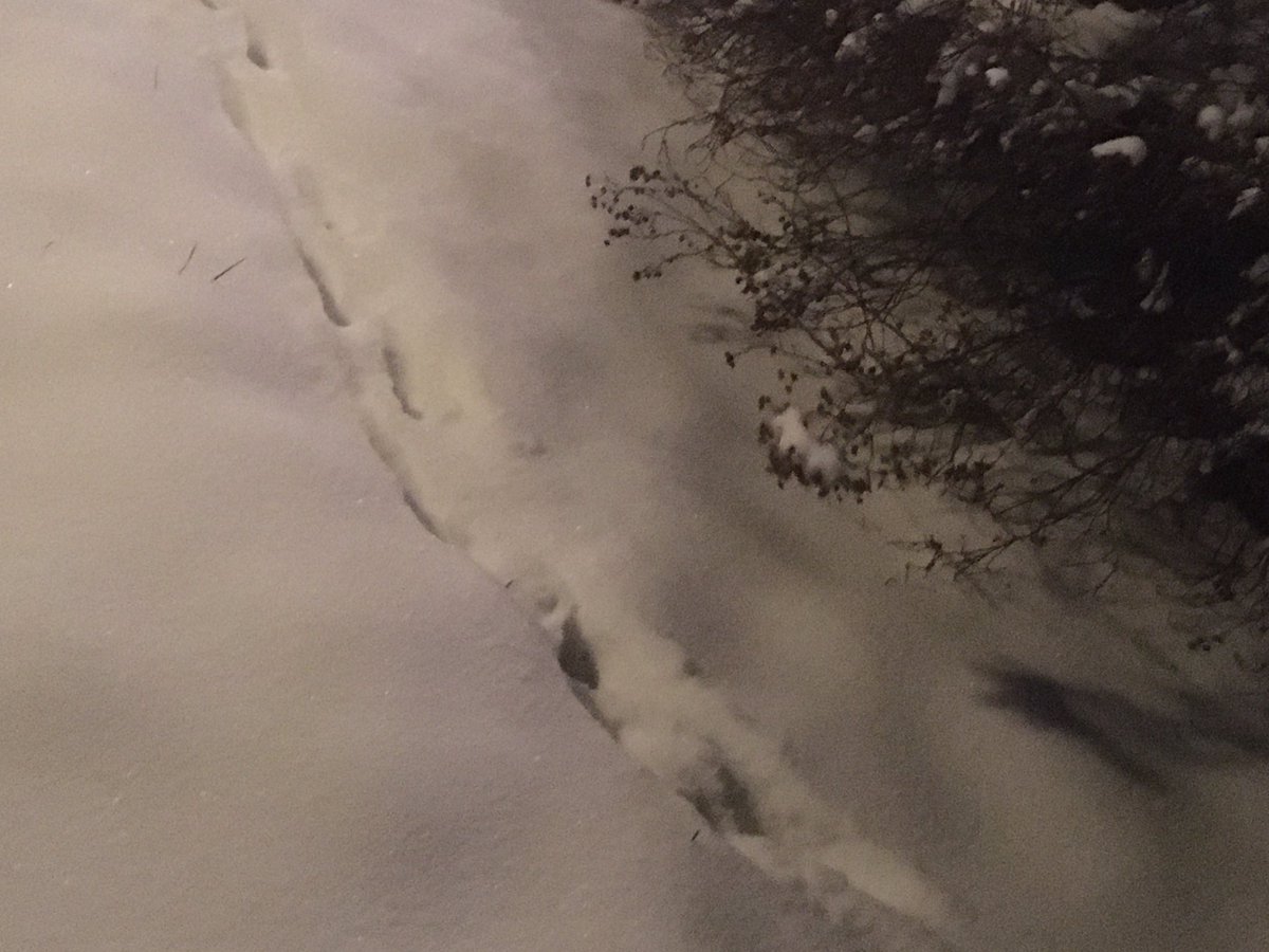 Mona_30101995's tweet photo. Hat jemand schon mal eine solche #Tierspur gesehen und weiß zu welchem Tier sie gehört?
Has anyone ever seen an #animaltrack like this and know what animal it belongs to? https://t.co/6UYGoC6Xvf
