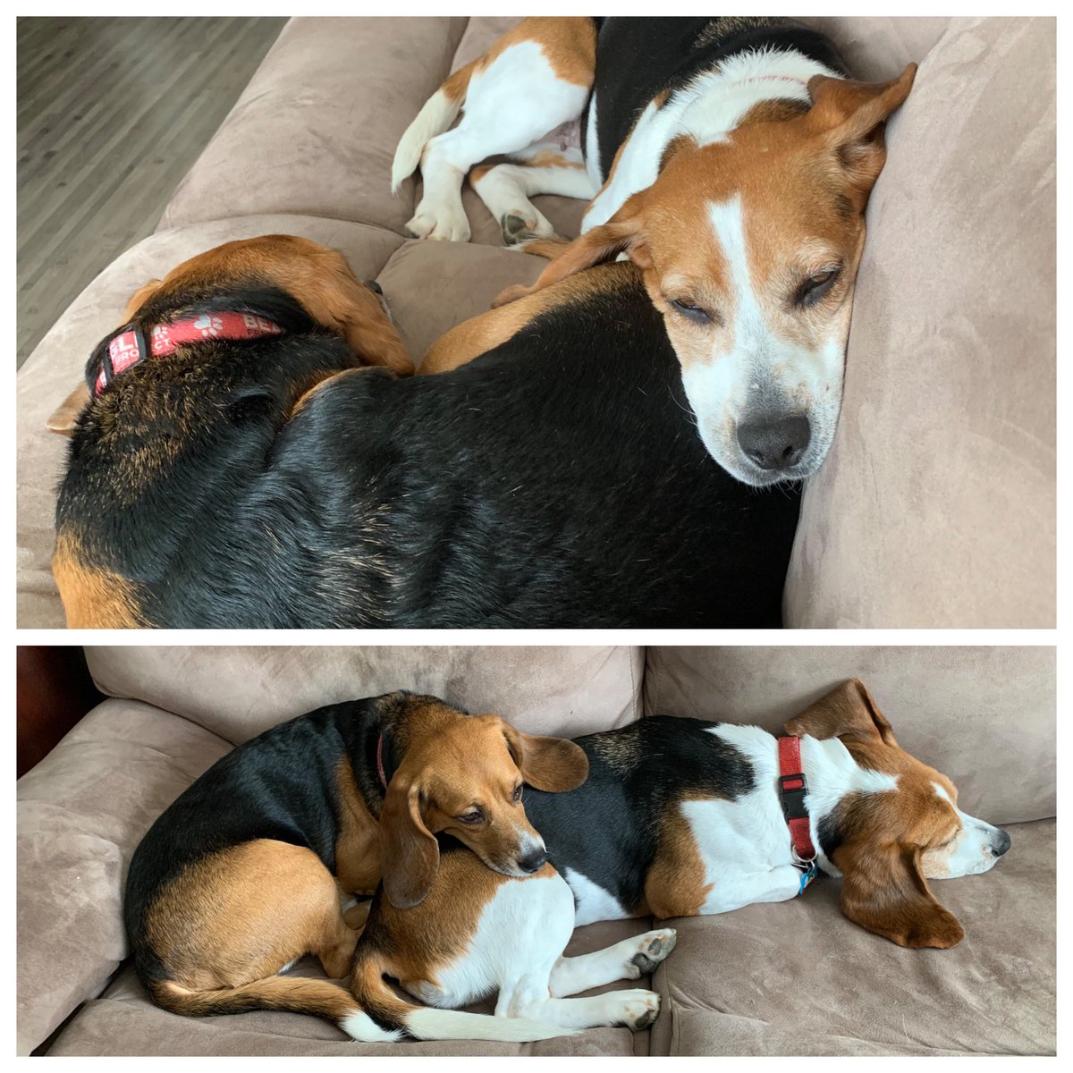Beagle siblings make the best pillows. Always grateful to @beaglefreedom for making these moments possible. 🐶🐶😴❤️ #beagle #animaltestingsurvivors #beaglefreedomproject #dogsoftwitter #rescuebeagle #rescuedogs #freedomrocks #livingourbestlives