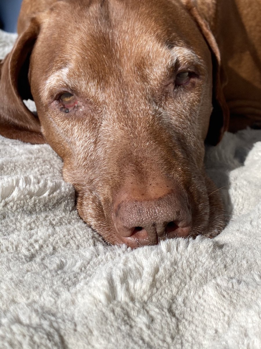 Dana Perino tweet media