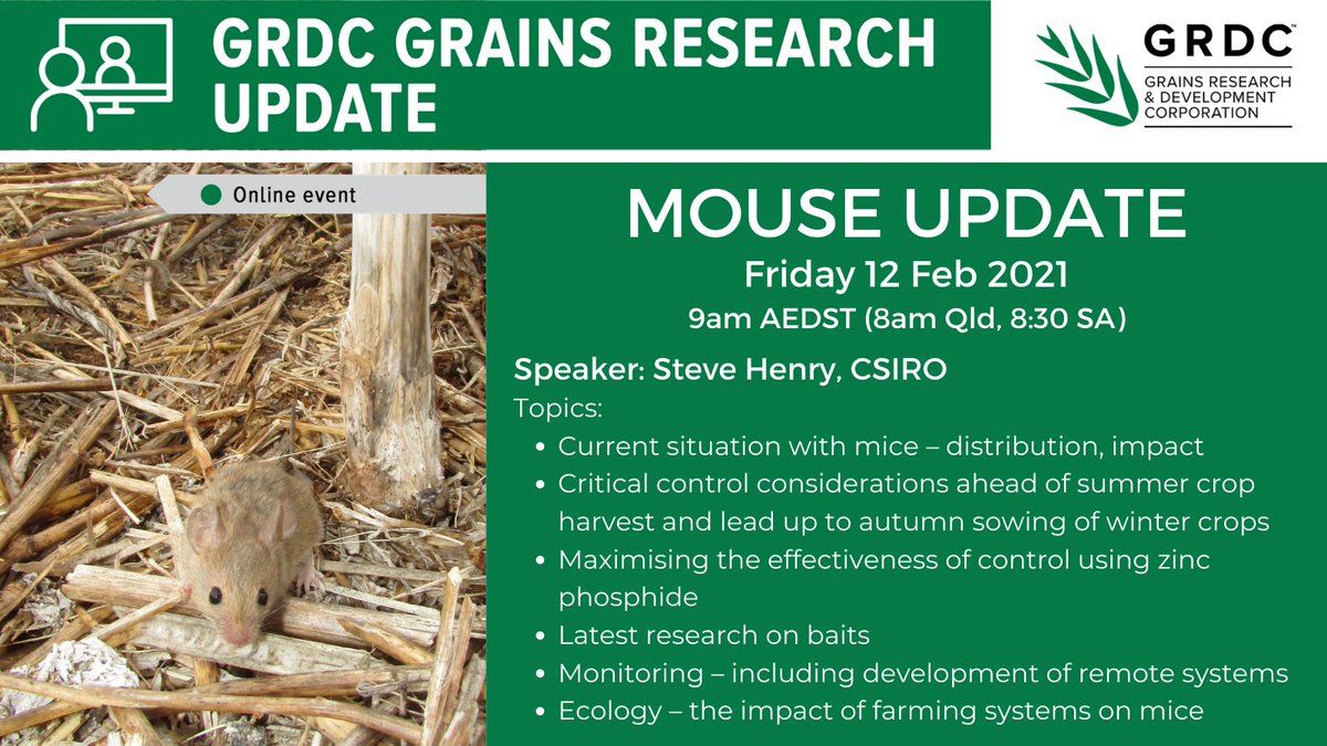 theGRDC's tweet photo. ON TOMORROW- GRDC MOUSE UPDATE WEBINAR
What: Grains Research Update, online - Mouse Update
When: 12 Feb 2021, 9am AEDT (8am QLD, 8:30am SA, 6am WA)
Speaker: Steve Henry (CSIRO)
Cost: Free, online event
Register: https://t.co/JbB6LAmuEI | #GRDCUpdates #Mice https://t.co/SXykjIPCox