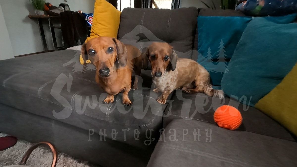 Sweet Green Steph tweet media