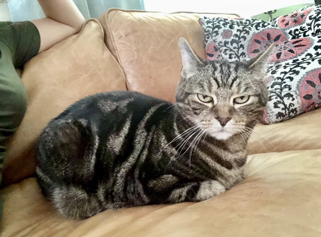 Stix is a good and genuinely social boy who loves people , but he looks like a dick.He is also a dick.