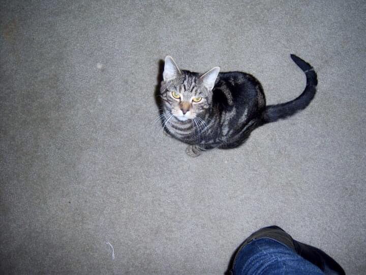 Stix is a good and genuinely social boy who loves people , but he looks like a dick.He is also a dick.