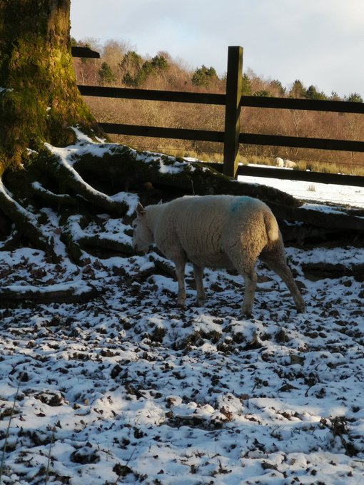 This is a sheep. And it has more brain power than you do.  I've spent the day out in the wild. Now I'm<a href="/tag/onlyfans"class="tags"><span>#onlyfans</span></a><a href="/tag/onlyfansgirl"class="tags"><span>#onlyfansgirl</span></a><a href="/tag/onlyfansbabe"class="tags"><span>#onlyfansbabe</span></a><a href="/tag/onlyfanspromo"class="tags"><span>#onlyfanspromo</span></a>