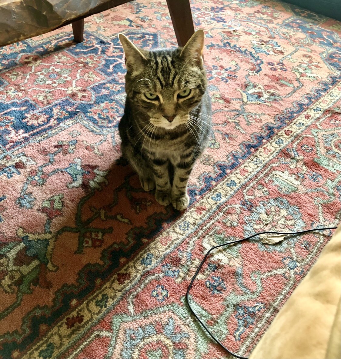 He is a whole mood, 24/7