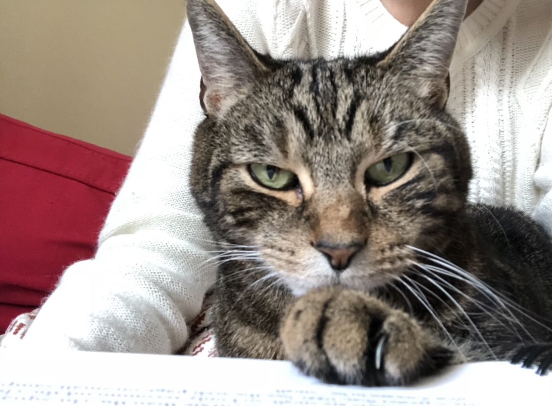 No matter where you are, this is all your faultAlso PET ME IMMEDIATELYNOT THERE