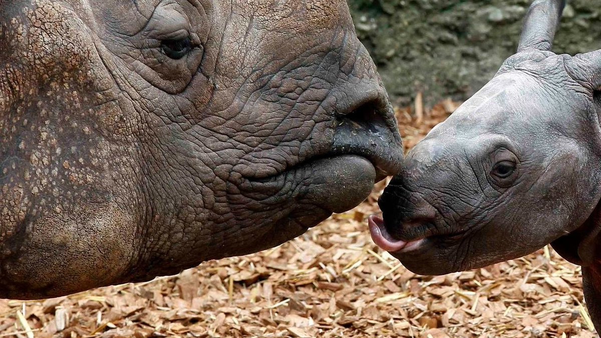 Kenya: pour la première fois depuis 1999, aucun rhinocéros n'a été braconné en 2020 rfi.my/77Z4.t