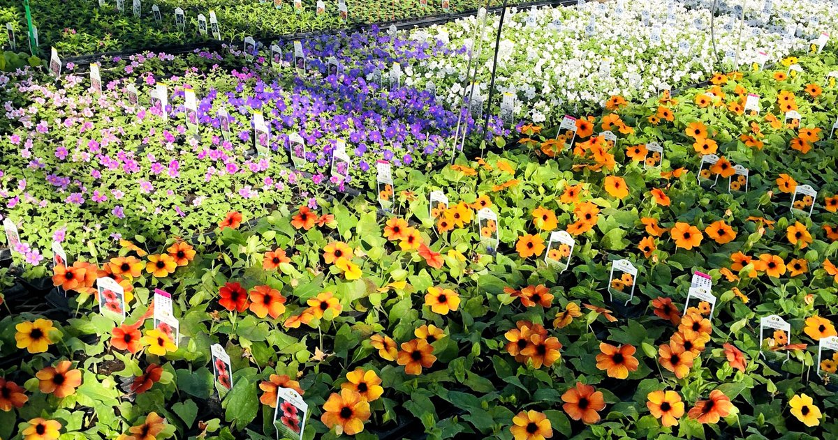 Malmborgs Greenhouse tweet media