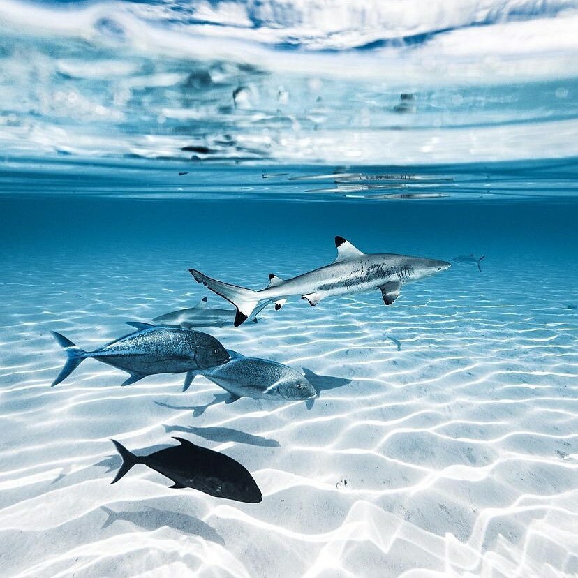 Crystal clear waters 💎🌊
Image by @nolanomura 

#shark #sharksofinstagram #sharkawareness #ocean #oceanlife #oceanlover #oceanlove #ocean #oceanawareness  #oceanconservation #sea #underwater #scuba #scubadiving #scubadiverslife #scubaaddict #scubadiver #dive #diving #freedivi…
