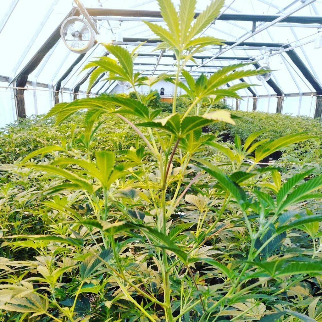 caliselectprods's tweet photo. Springtime can’t come any faster. Looking forward to endless days of sunshine. #caliselect2021 #mendo #420 https://t.co/m9mhYW4KkW