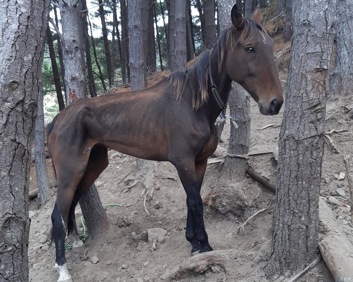 A Lower Hutt woman who tied her horse to a tree for up to four weeks with no food or water has been prosecuted for reckless ill-treatment of an animal. spca.nz/news-and-event…