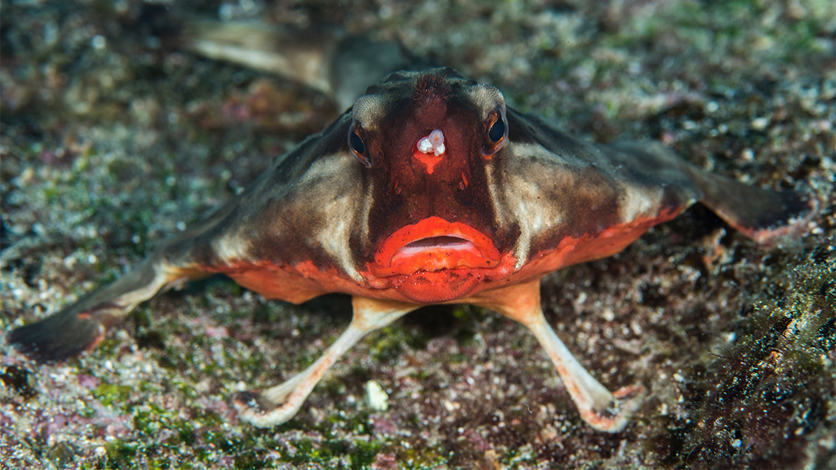 A Red Lipped Batfish's superpower doesn't have anything to do with its red lips. 💋 These fish actually have special fins that help them "walk" on the ocean floor! 😮 #WackyWednesday
-
-
#unboxals #superpowers