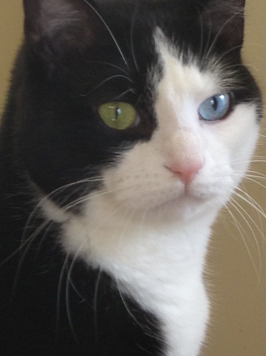 AlexandraLSmit2's tweet photo. Wednesday Selfie of George. #catsofinstagram #CatsOfTwitter #AdoptDontShop https://t.co/Q189huI03G
