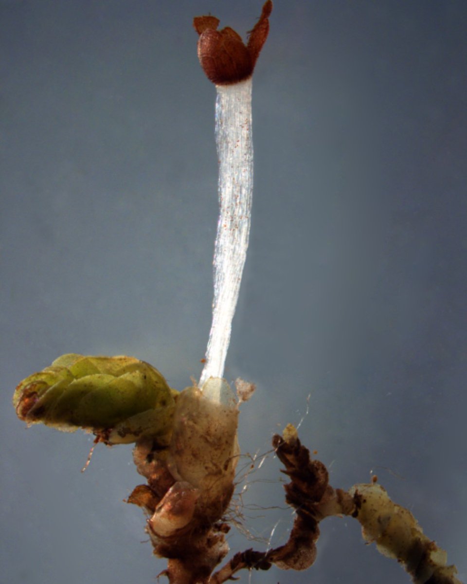 WatzekLibrary's tweet photo. Join us online tonight at 6pm to learn more about the lives and times of mosses and their relatives, the liverworts and hornworts.  get all the info here.... #MossAppreciationWeek https://t.co/BR5I9R2wkd https://t.co/k2CX0lc878