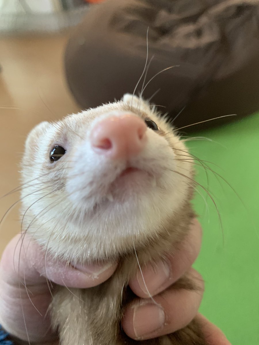 Hamster Meme Pfp Swag / The Hamster Meme Staring Image Page 1 Line 17qq